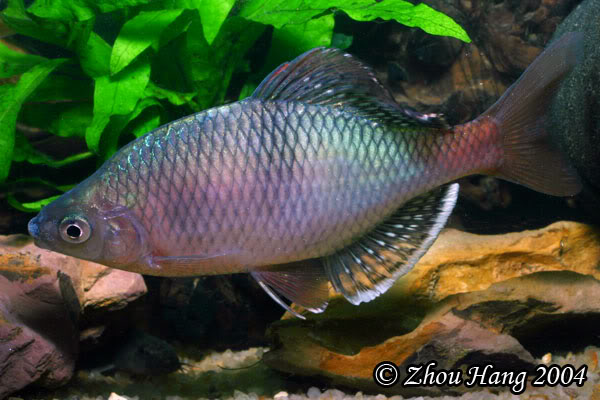 Nuptial male specimen.
