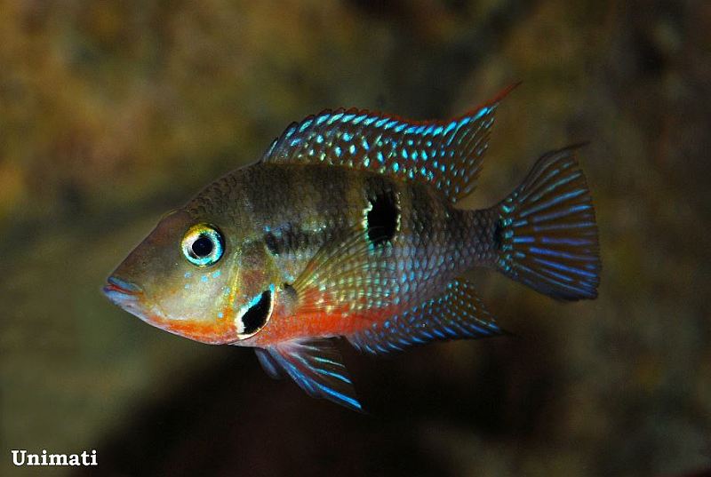 Young adult individual.