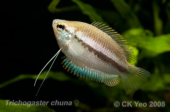 Adult female specimen.
