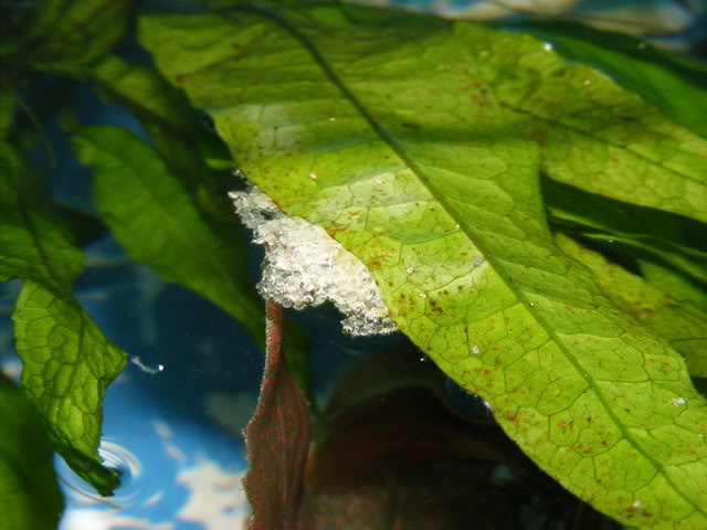 Bubble nests may also be constructed beneath objects such as plant leaves.