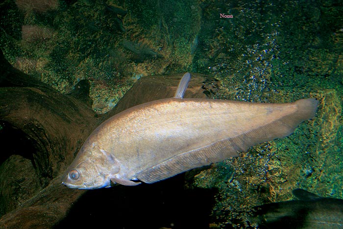 Subadult individual in the aquarium.