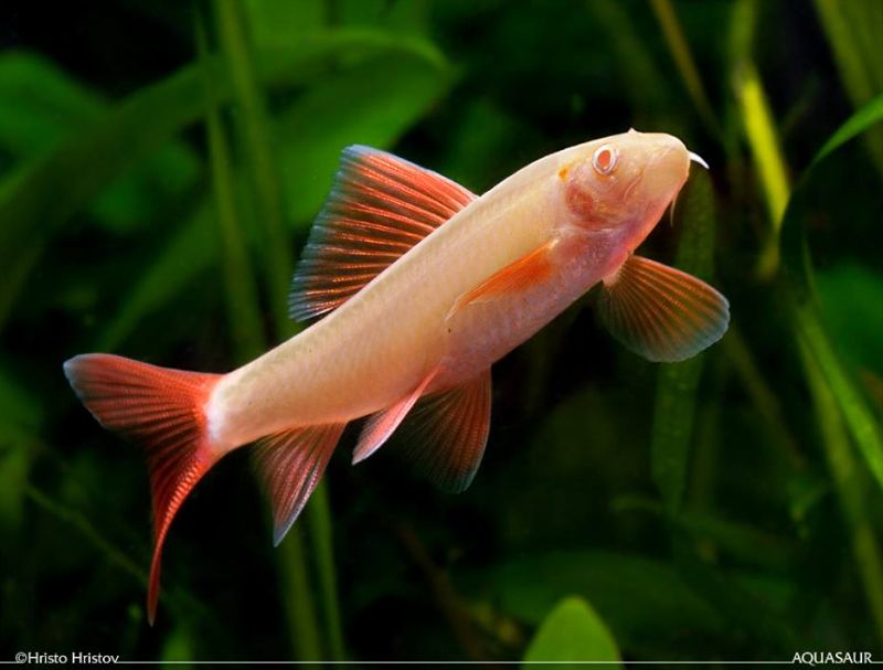 The albino form is very popular in the aquarium hobby.