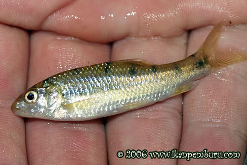 Freshly-collected subadult.