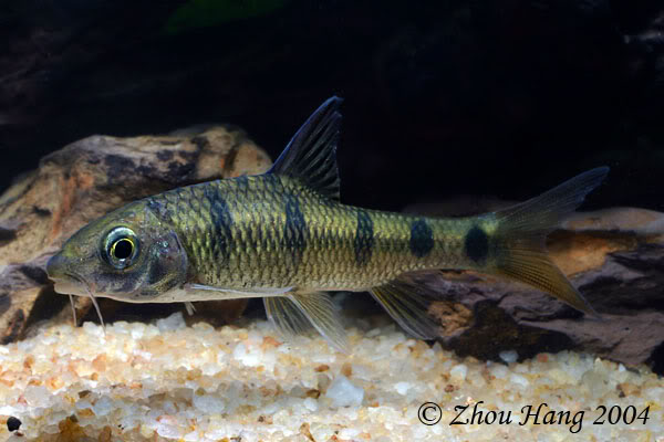 Subadult individual in the aquarium.