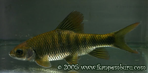 Adult male individual (note the presence of nuptial tubercules on the snout).