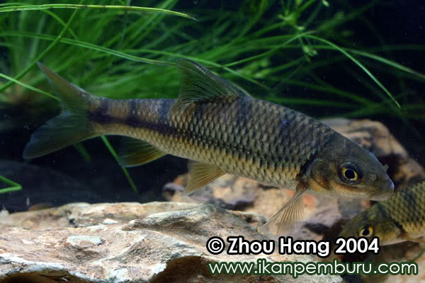 Subadult individual in the aquarium.