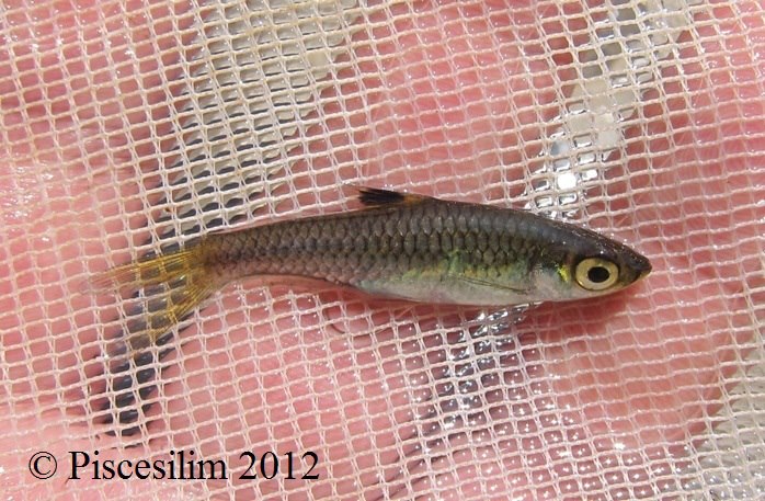 Freshly-collected specimen from Terengganu state, Peninsular Malaysia.