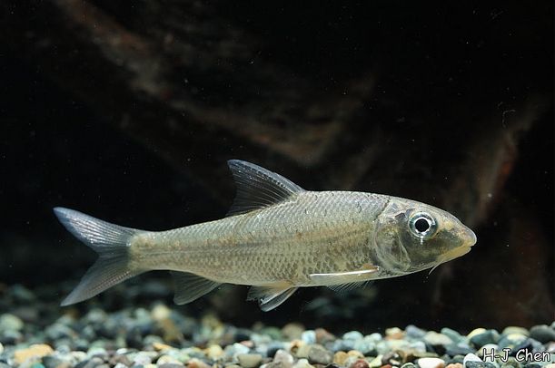 Subadult individual.