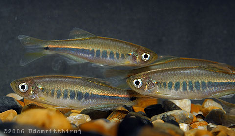 Specimens collected for the aquarium trade.