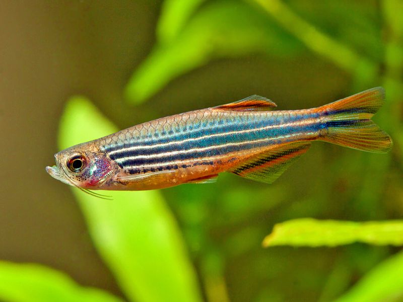 Adult male specimen of the striped variant.