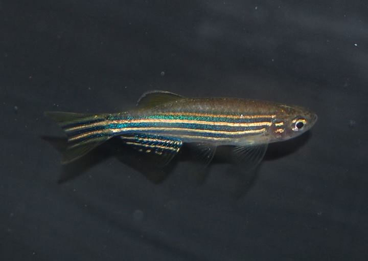 Wild specimen from Myanmar.