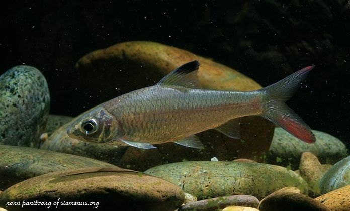 Specimen from Thailand.