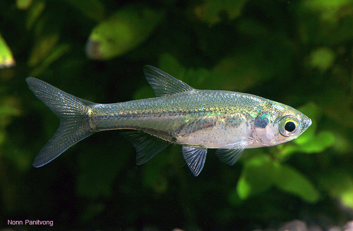 Adult male individual in the aquarium.