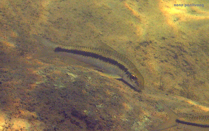 Specimen in its natural habitat, northwestern Thailand.
