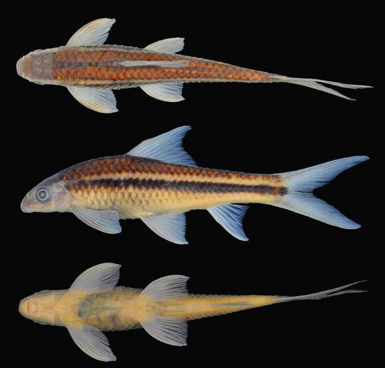 Crossocheilus elegans, holotype, ZRC 51184, 78.2 mm SL.