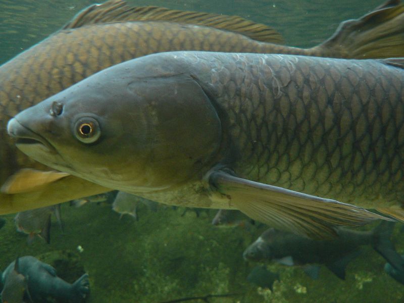 Large captive specimen pictured at Budapest Aquarium, Hungary.