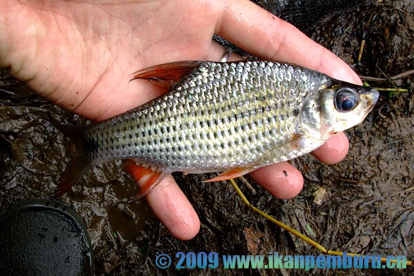 Wild specimen from Kalimantan Barat province, Indonesia (Borneo).
