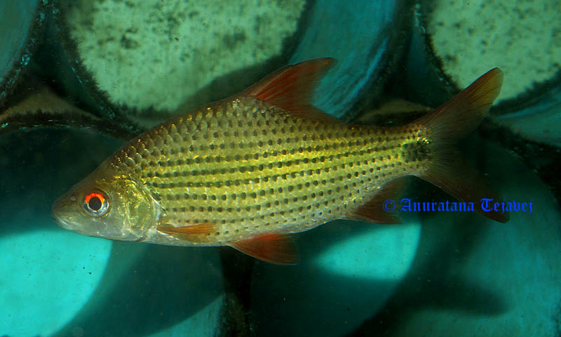 Adult specimen from Thailand in the aquarium.