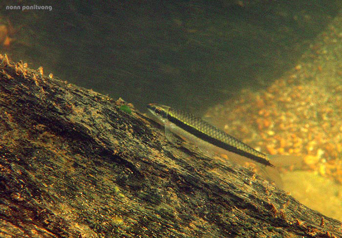 Individual in its natural habitat, Thailand.