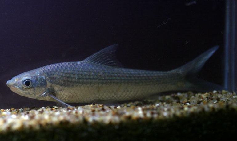 Juvenile individual.