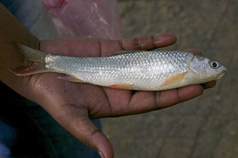 Specimen from Assam state, northeastern India.
