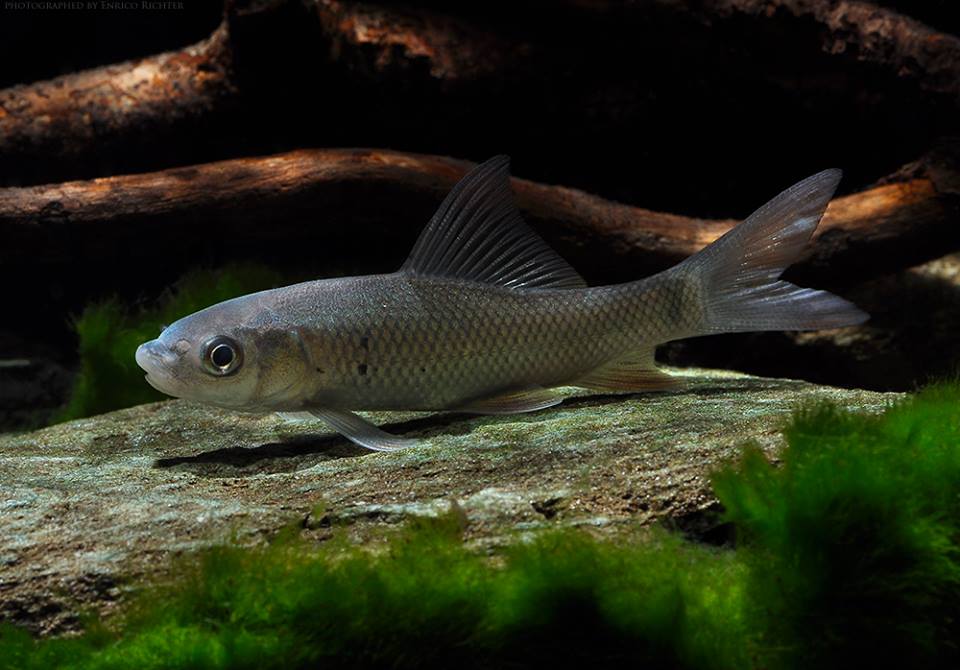 Juvenile from the German aquarium trade.