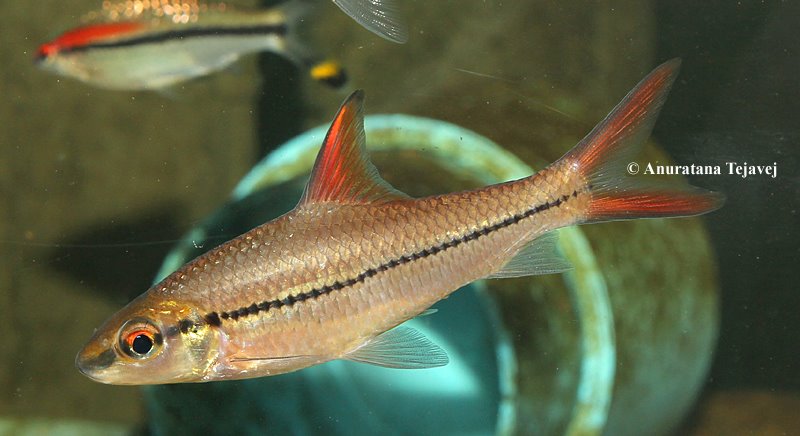 Adult specimen in the aquarium.