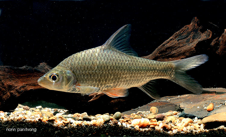 Wild-collected adult individual.