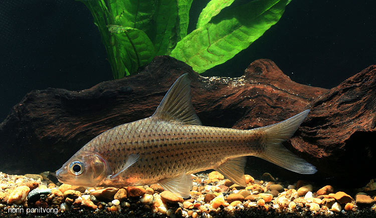 Wild individual from Thailand.