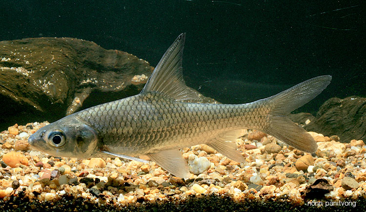 Subadult individual from Thailand.