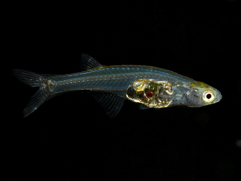 Adult female individual.