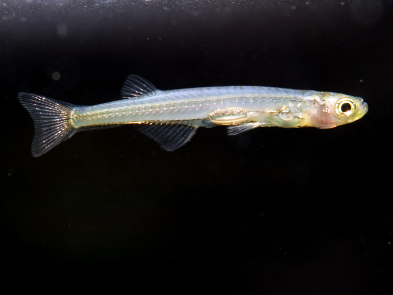 Adult male specimen.