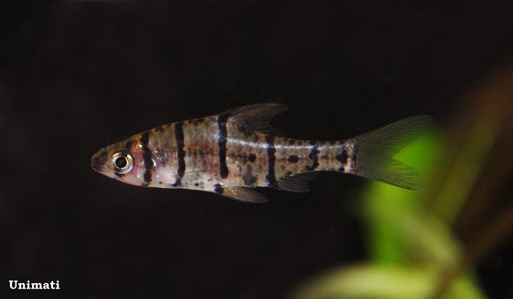 Specimen from the Danish aquarium trade.