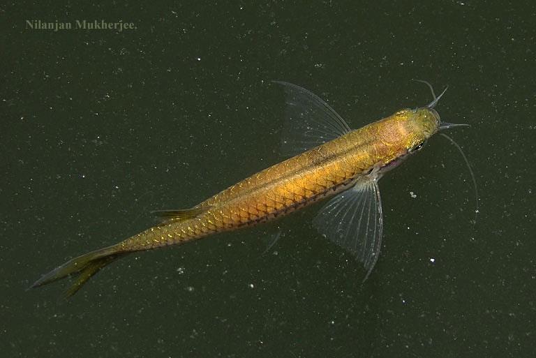 Dorsal view.