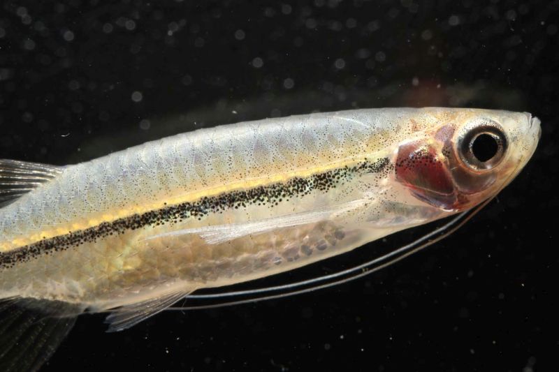 Detail of head and body.