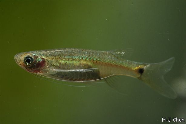 Specimen from the aquarium trade, collection details unknown.