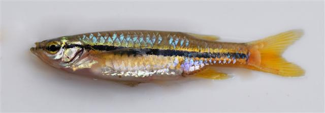 Specimen from northern India.