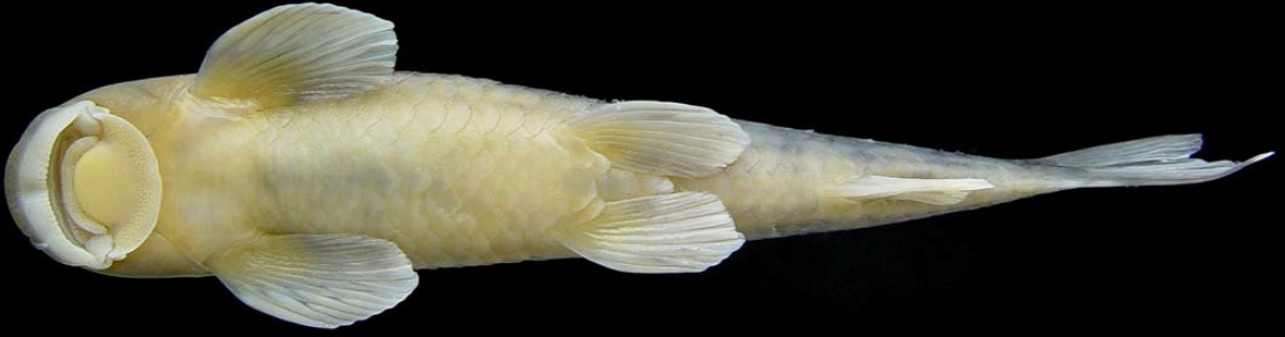 Ventral view of holotype RGUMF-0184.