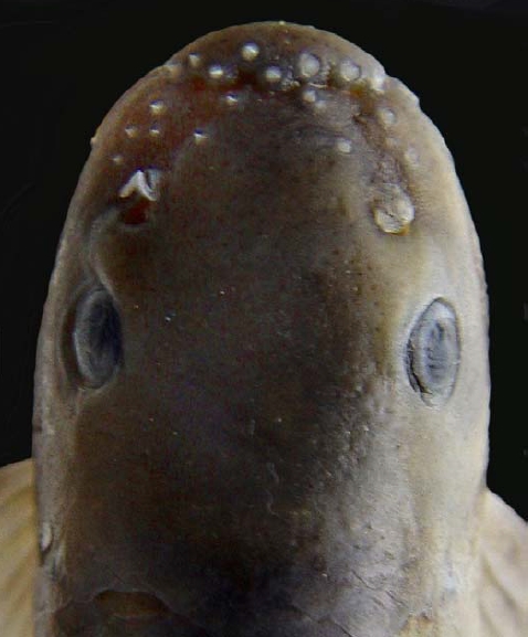Dorsal view of head of holotype RGUMF-0184.