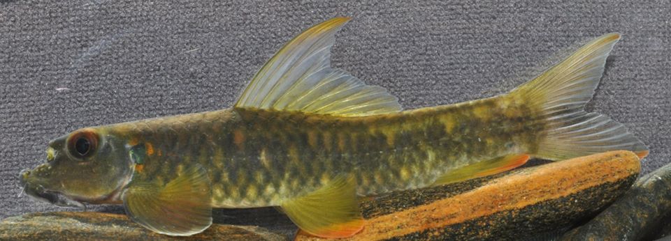 Putative adult male.