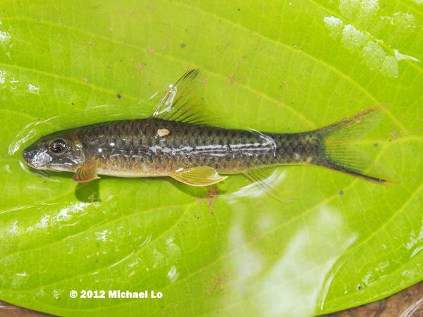 Individual from Ulu Segama, Sabah.