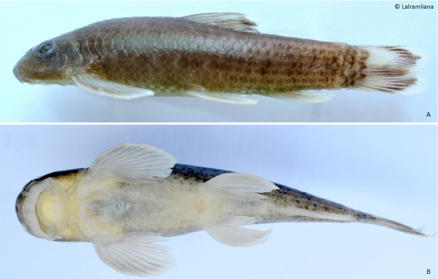 Holotype of G. dampaensis (PUCMF 11012), 46.5mm SL (A) Lateral and (B) Ventral view.