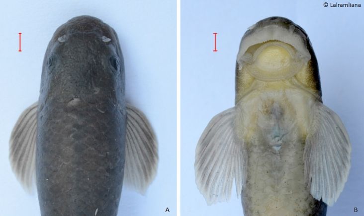 Head of holotype in (A) Lateral and (B) Ventral view. Scale = 2mm.