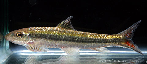 Another individual from Thailand.