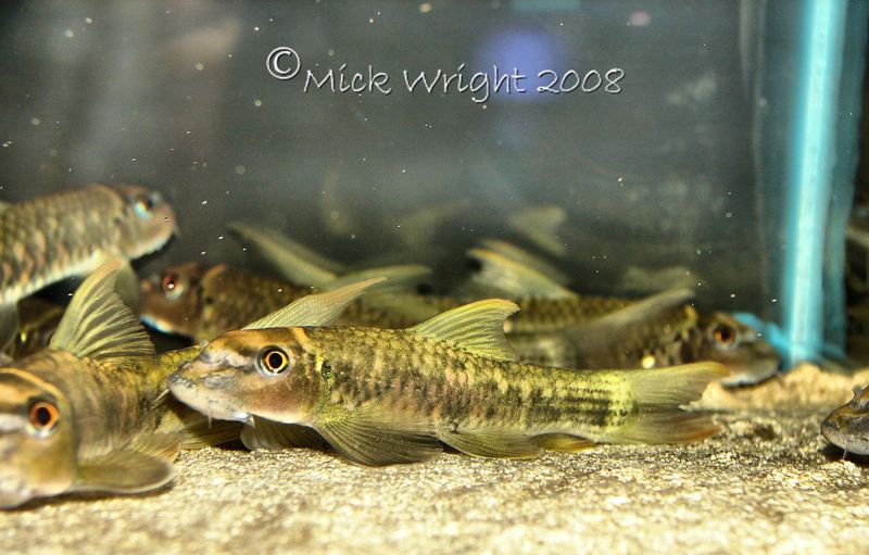Specimen from the UK aquarium trade.