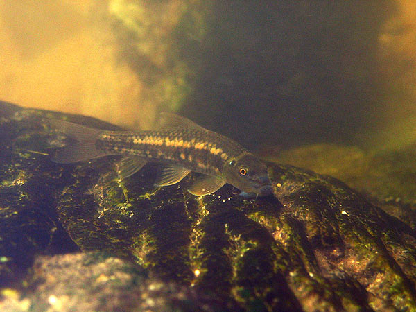 Specimen in its natural habitat, Klong-lan waterfall, Kamphaeng Phet province, western Thailand.