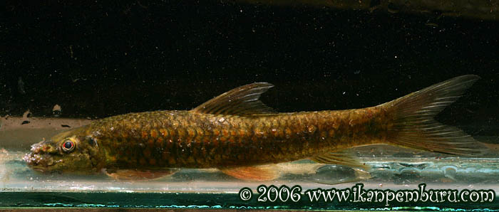 Putative male specimen from the type locality.