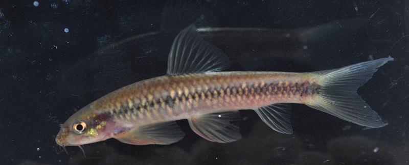 Specimen from the Kallada River, Kerala, India.