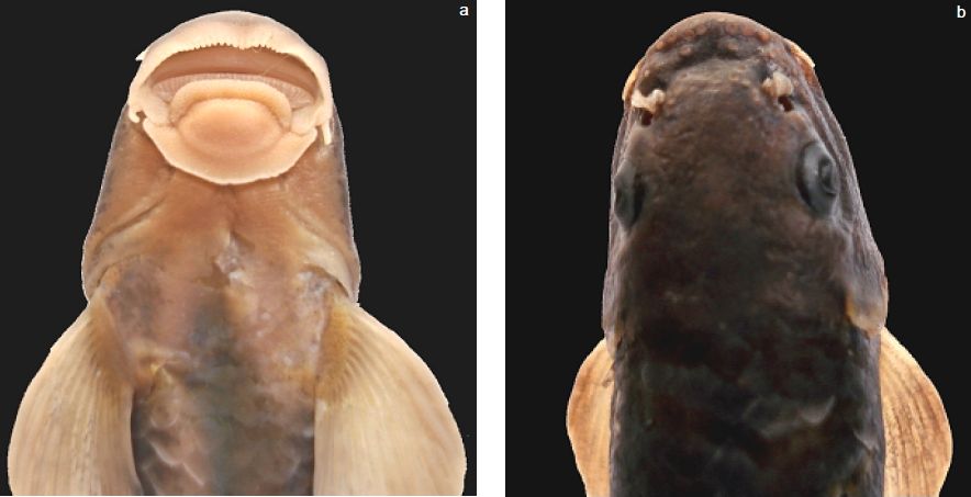 a - ventral view of disc; b - dorsal view of head.
