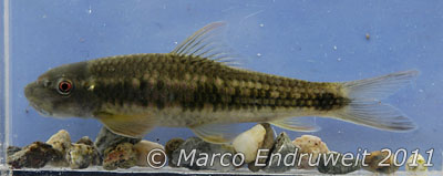 Live specimen from the Beiqiaohe River.